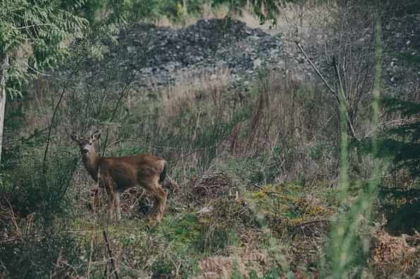 best deer hunting states