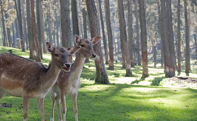 top 10 deer hunting spots