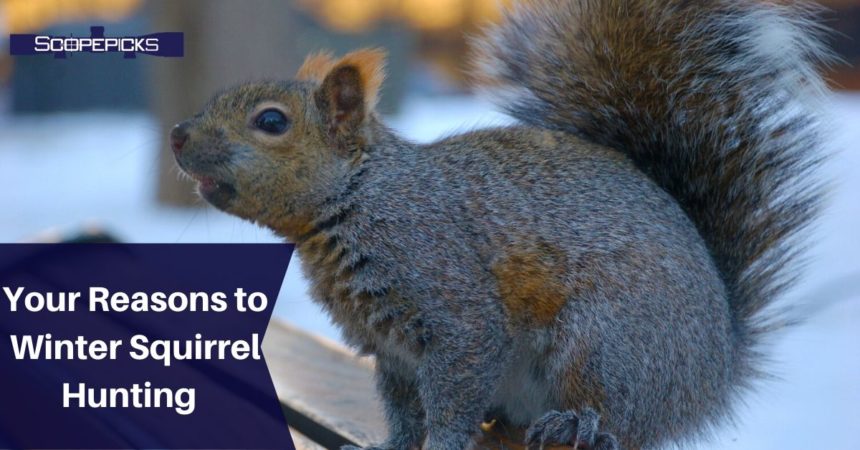 The Best Tips for Winter Squirrel Hunting - All you need to know