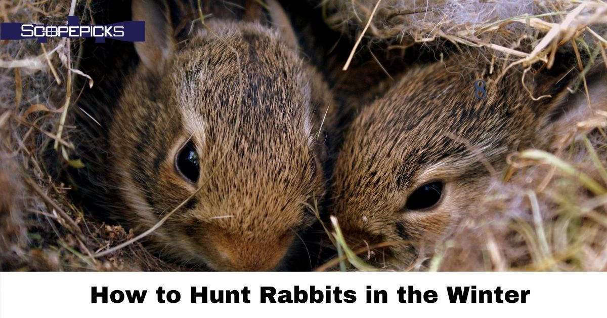 Winter Rabbit Hunting Tips The Best Tips You Needed