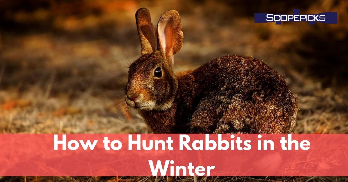 Winter Rabbit Hunting Tips The Best Tips You Needed