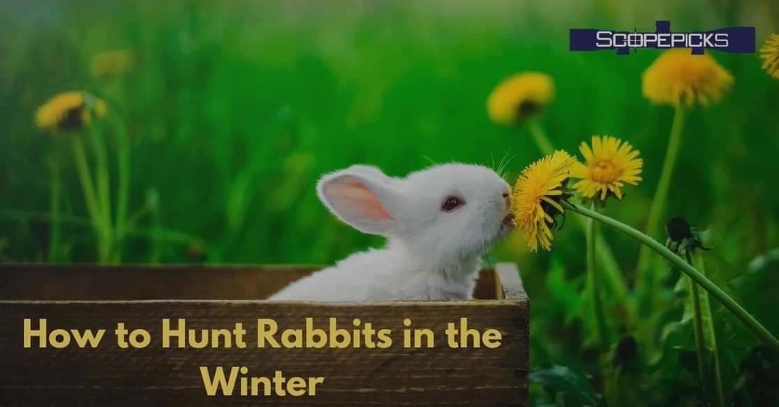 winter rabbit hunting