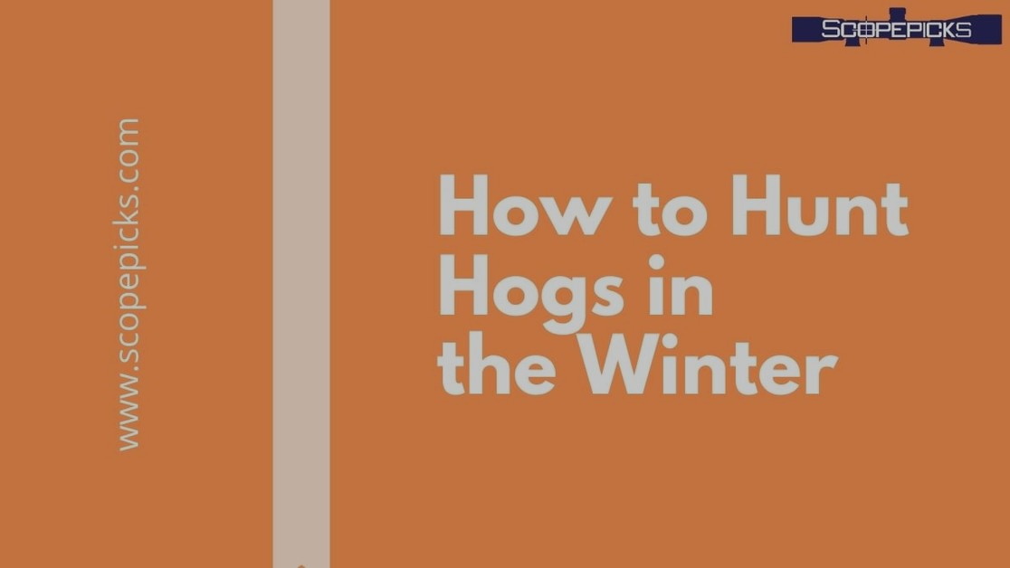 How to hunt hogs in the winter